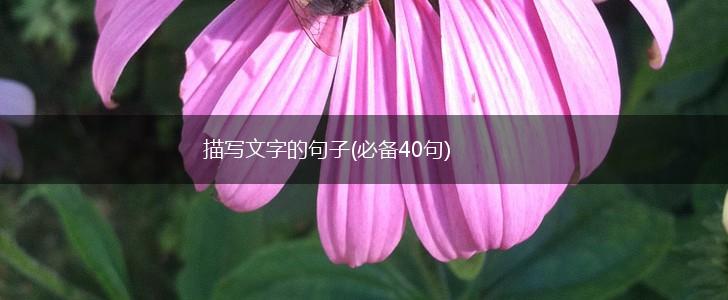描写文字的句子(必备40句),第1张