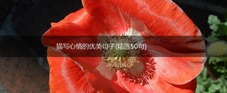 描写心情的优美句子(精选50句),第1张