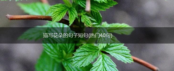 描写花朵的句子短句(热门40句),第1张