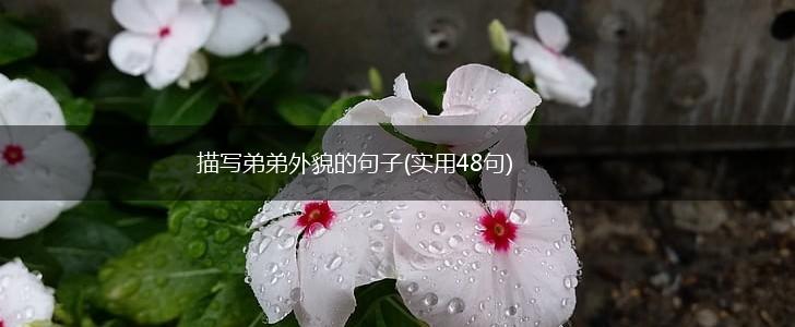 描写弟弟外貌的句子(实用48句),第1张