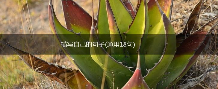 描写自己的句子(通用18句),第1张