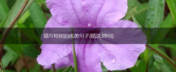 描写榕树的优美句子(精选39句),第1张