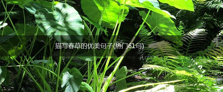 描写春草的优美句子(热门61句),第1张