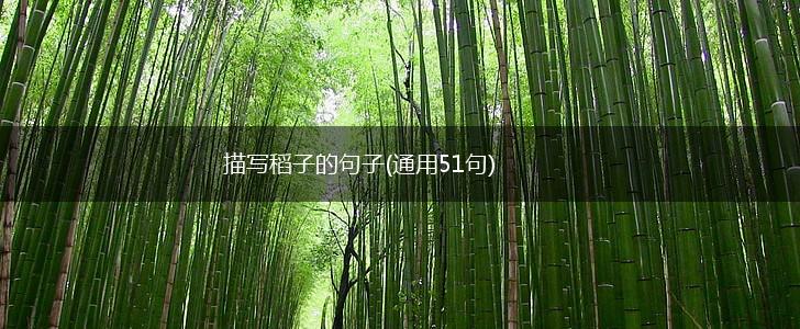 描写稻子的句子(通用51句),第1张