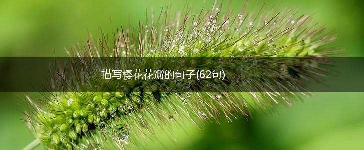 描写樱花花瓣的句子(62句),第1张
