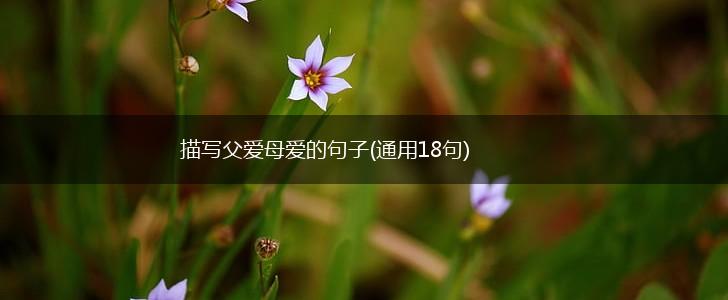 描写父爱母爱的句子(通用18句),第1张