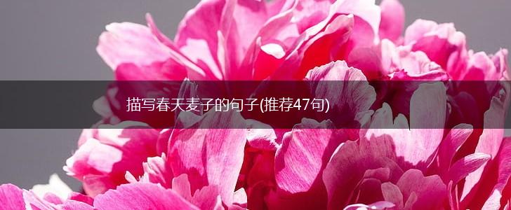 描写春天麦子的句子(推荐47句),第1张