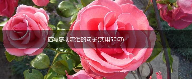 描写感动流泪的句子(实用50句),第1张