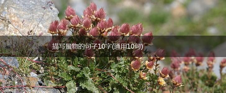 描写景物的句子10字(通用10句),第1张