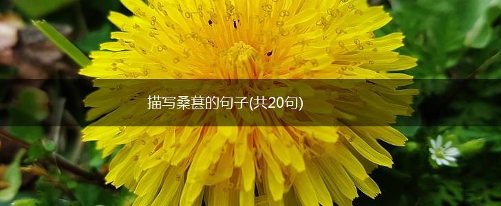 描写桑葚的句子(共20句),第1张