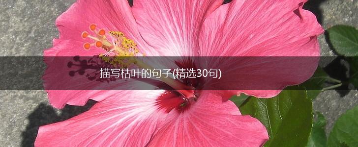 描写枯叶的句子(精选30句),第1张