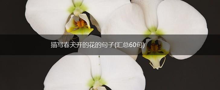 描写春天开的花的句子(汇总60句),第1张