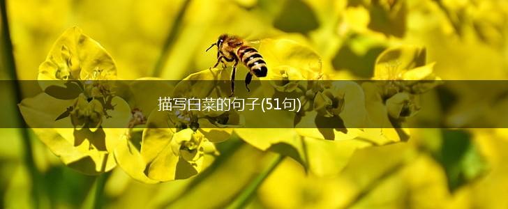 描写白菜的句子(51句),第1张