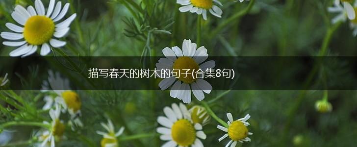 描写春天的树木的句子(合集8句),第1张