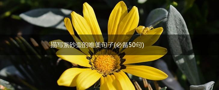 描写紫砂壶的唯美句子(必备50句),第1张