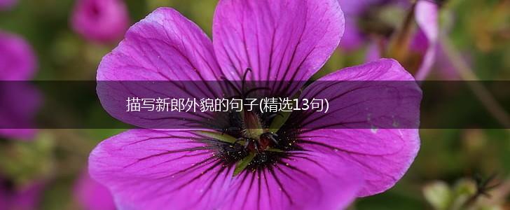 描写新郎外貌的句子(精选13句),第1张