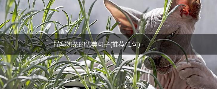 描写奶茶的优美句子(推荐41句),第1张