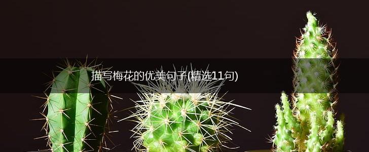 描写梅花的优美句子(精选11句),第1张