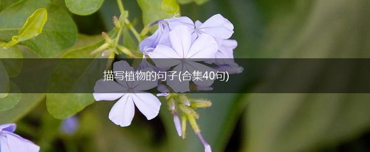 描写植物的句子(合集40句),第1张