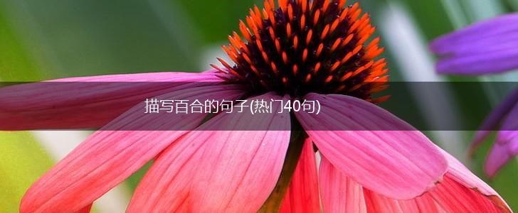 描写百合的句子(热门40句),第1张
