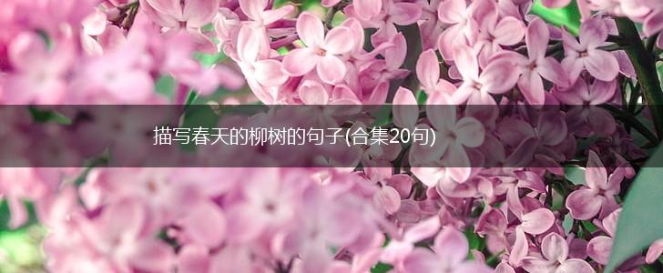 描写春天的柳树的句子(合集20句),第1张