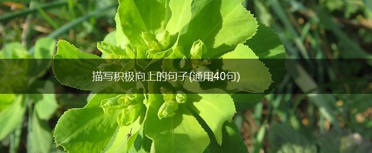 描写积极向上的句子(通用40句),第1张