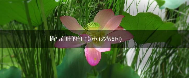 描写荷叶的句子短句(必备8句),第1张