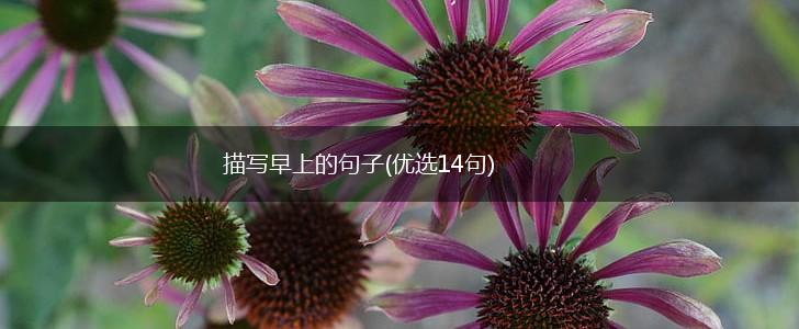 描写早上的句子(优选14句),第1张