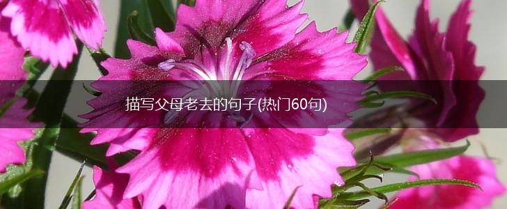 描写父母老去的句子(热门60句),第1张