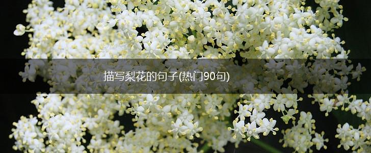 描写梨花的句子(热门90句),第1张