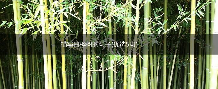 描写白桦树的句子(优选5句),第1张