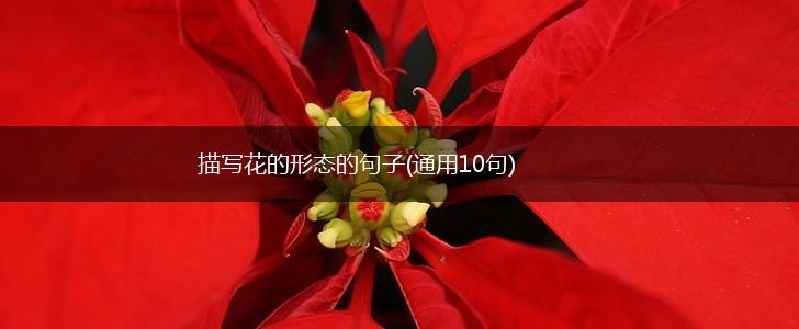 描写花的形态的句子(通用10句),第1张
