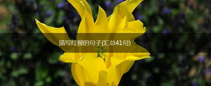 描写红柳的句子(汇总41句),第1张