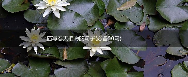 描写春天植物的句子(必备50句),第1张