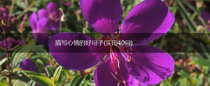 描写心情的好句子(实用40句),第1张