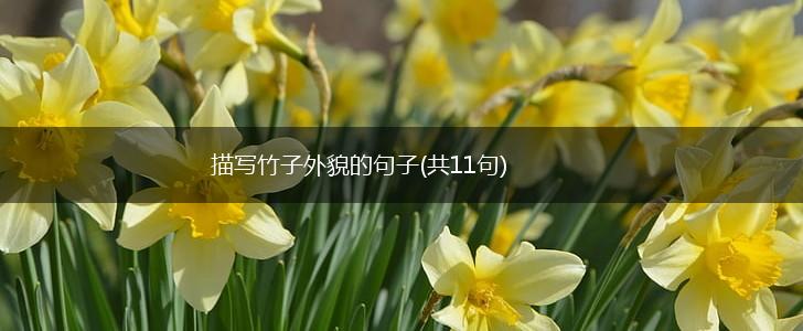 描写竹子外貌的句子(共11句),第1张