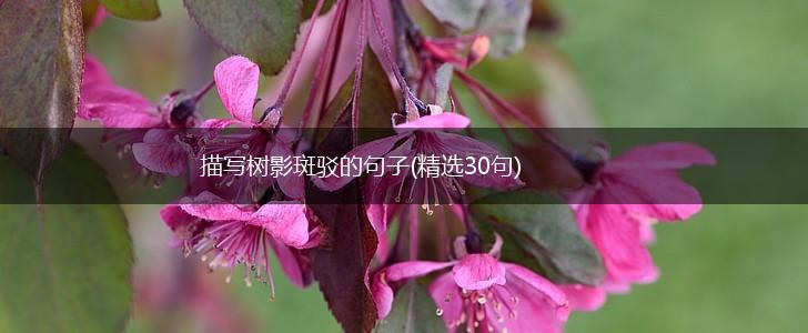 描写树影斑驳的句子(精选30句),第1张