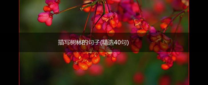 描写树林的句子(精选40句),第1张