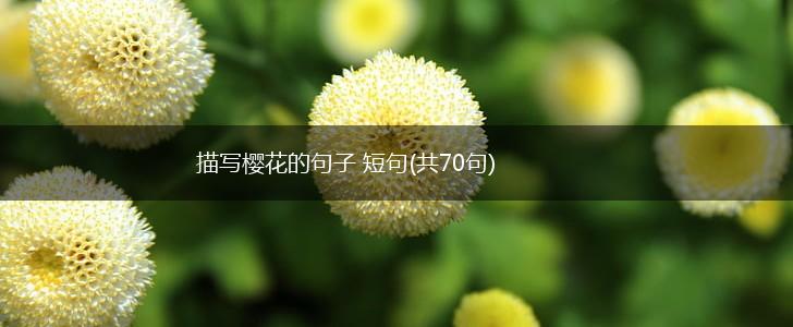 描写樱花的句子 短句(共70句),第1张