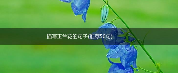 描写玉兰花的句子(推荐50句),第1张
