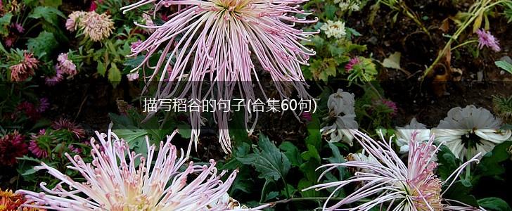 描写稻谷的句子(合集60句),第1张