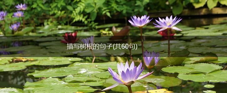 描写树根的句子(共60句),第1张
