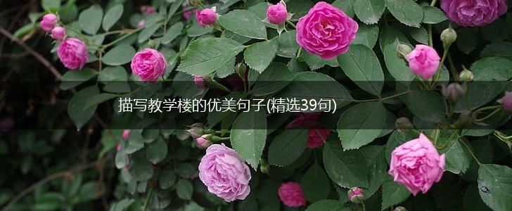 描写教学楼的优美句子(精选39句),第1张