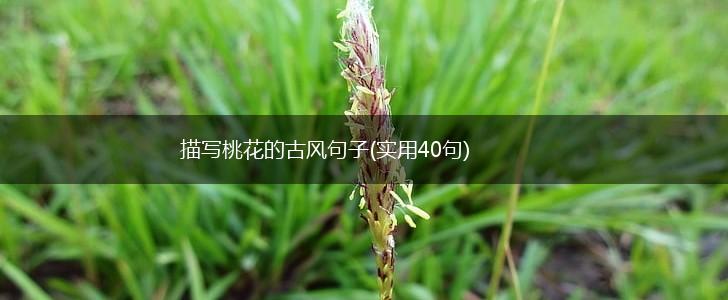 描写桃花的古风句子(实用40句),第1张