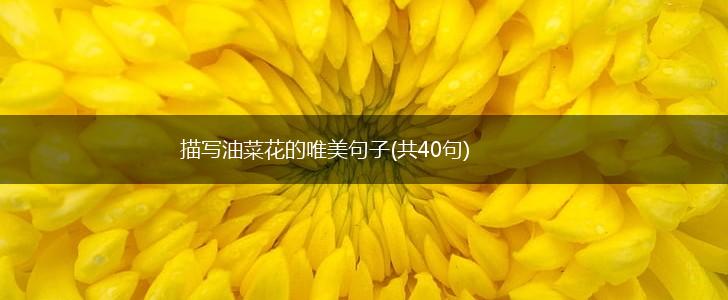 描写油菜花的唯美句子(共40句),第1张
