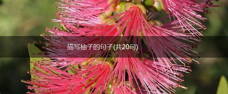 描写柚子的句子(共20句),第1张