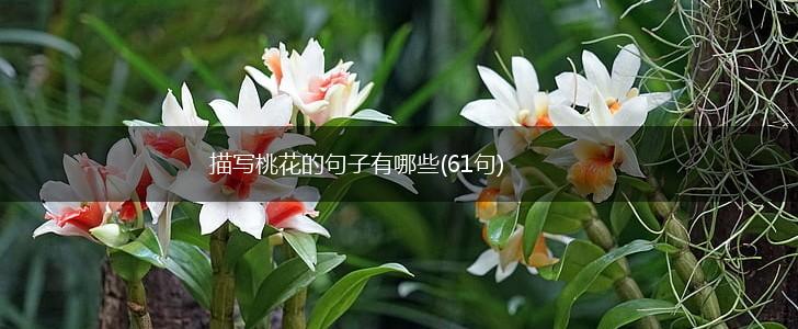 描写桃花的句子有哪些(61句),第1张
