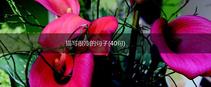 描写很冷的句子(40句),第1张