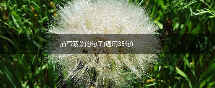 描写菠菜的句子(通用35句),第1张