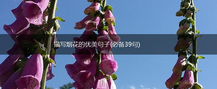描写烟花的优美句子(必备39句),第1张